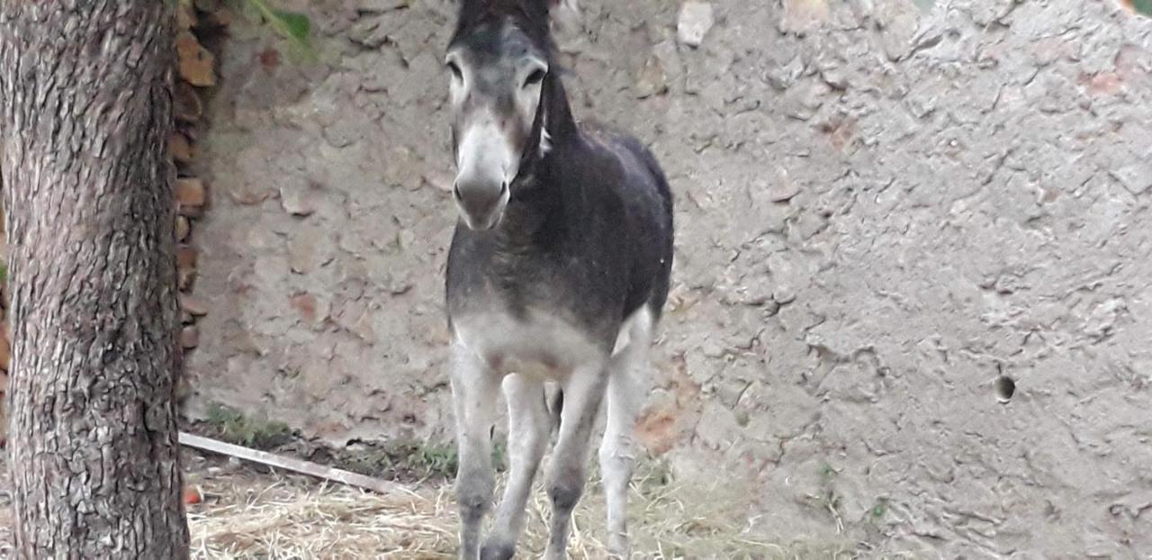Casa Rural Entresierras Beires Εξωτερικό φωτογραφία